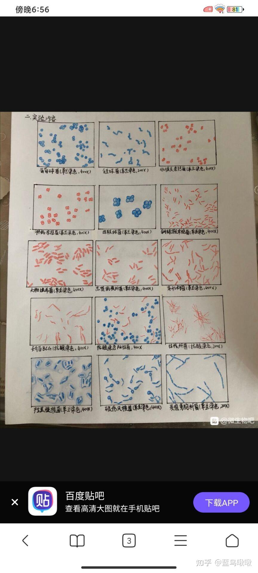 有葡萄球菌,结核杆菌,大肠杆菌,蜡样芽孢杆菌,炭疽杆菌的红蓝铅笔手绘