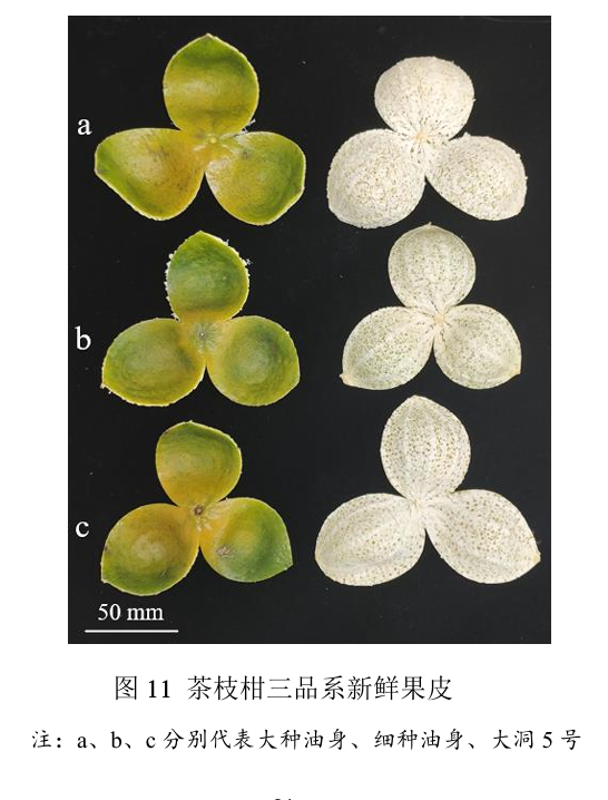 新会陈皮揭秘:老树果、新树果、大油种、细油种区别(附对比表) - 知乎