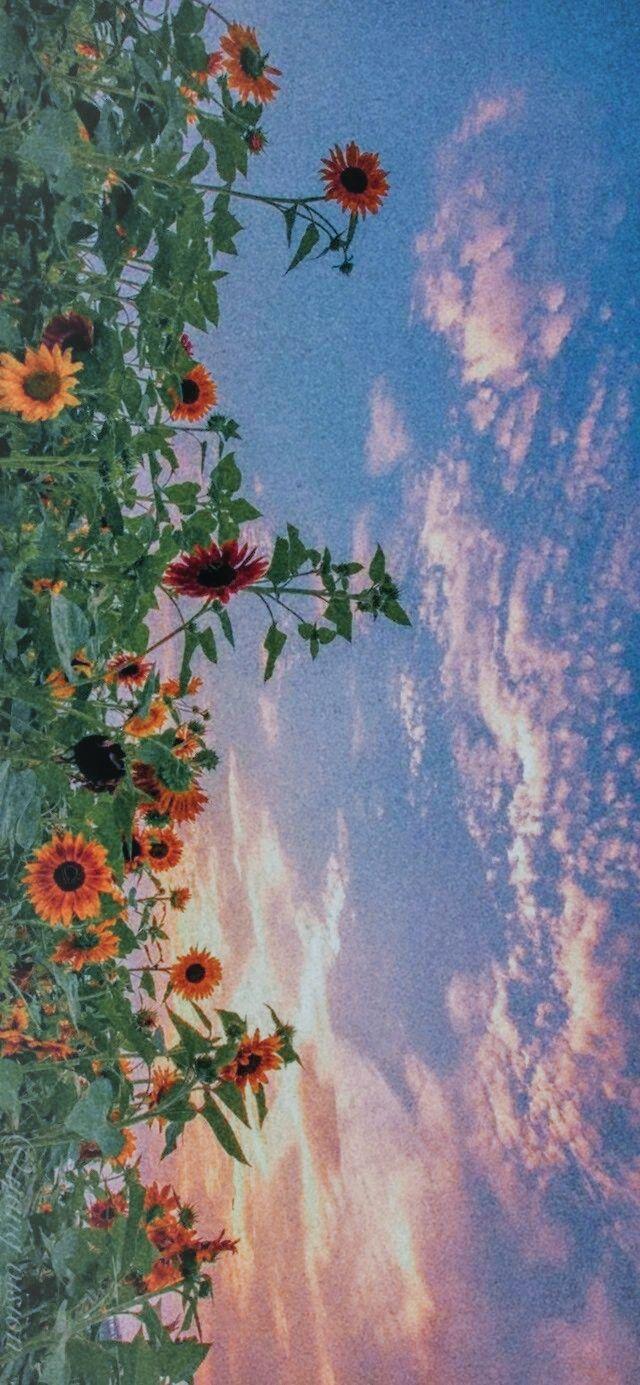 有没有什么温柔的壁纸? - 知乎