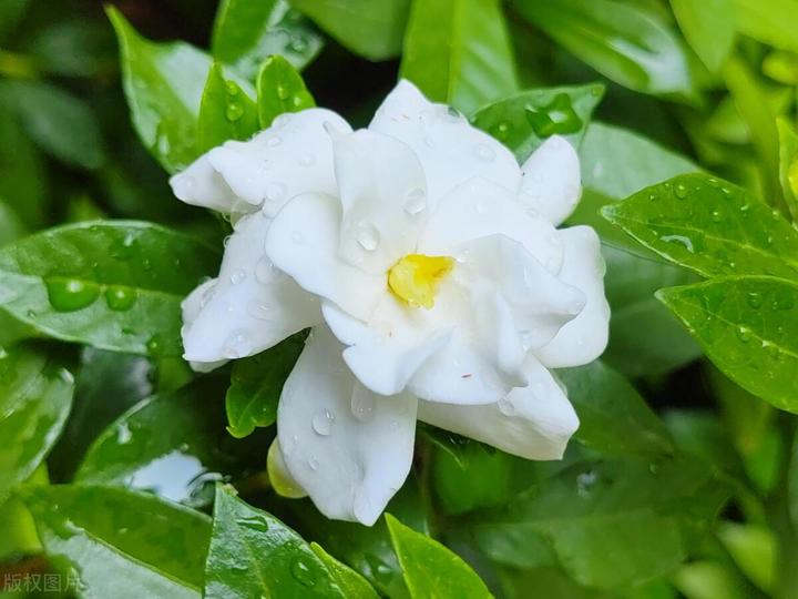 俗语:栀子花开白如雪,孝家儿女戴不得,为何不让戴栀子花? - 知乎
