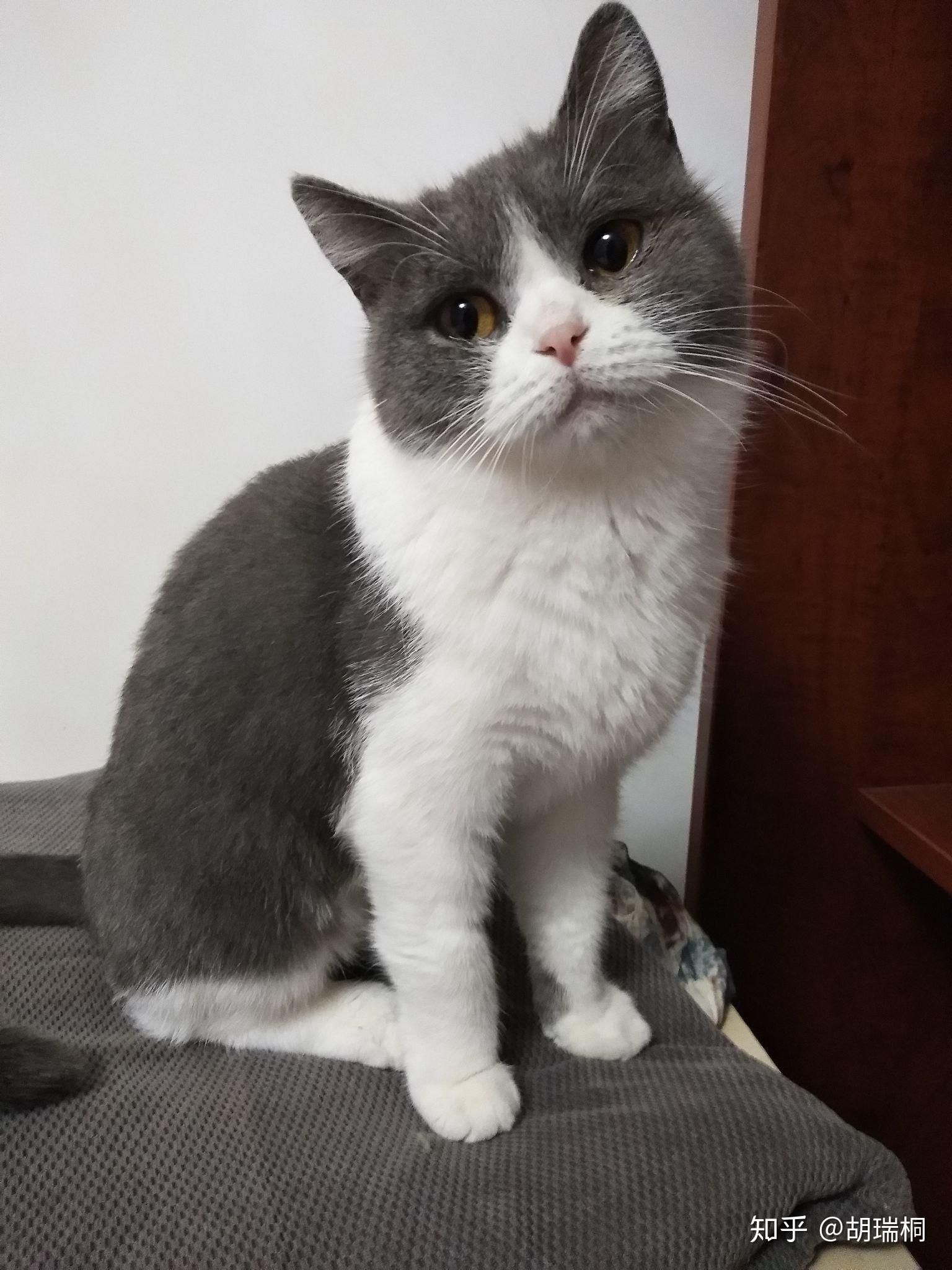 这种也是正常的英短蓝白吗脸白面积非常大呀