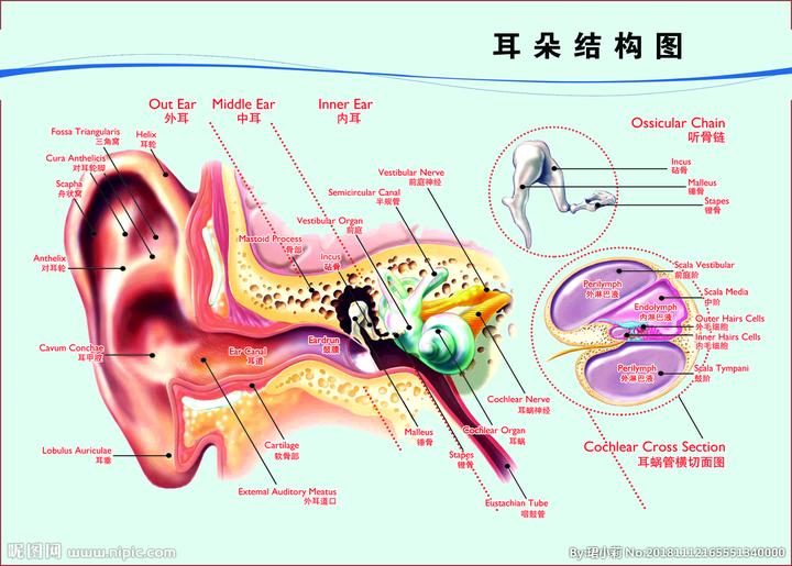 中耳炎的分诊与治疗 - 知乎