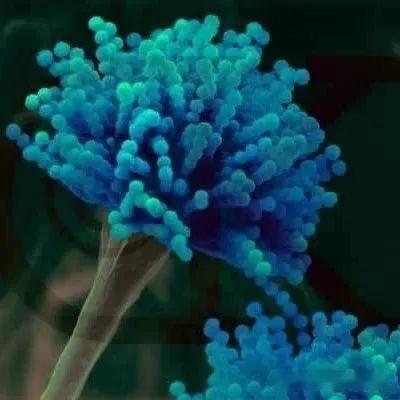【真菌界全系列-05】真菌界—子囊菌门 - 知乎