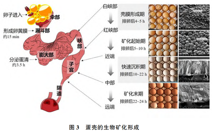鸡蛋蛋壳生物矿化和力学特性调控的研究进展 - 知乎