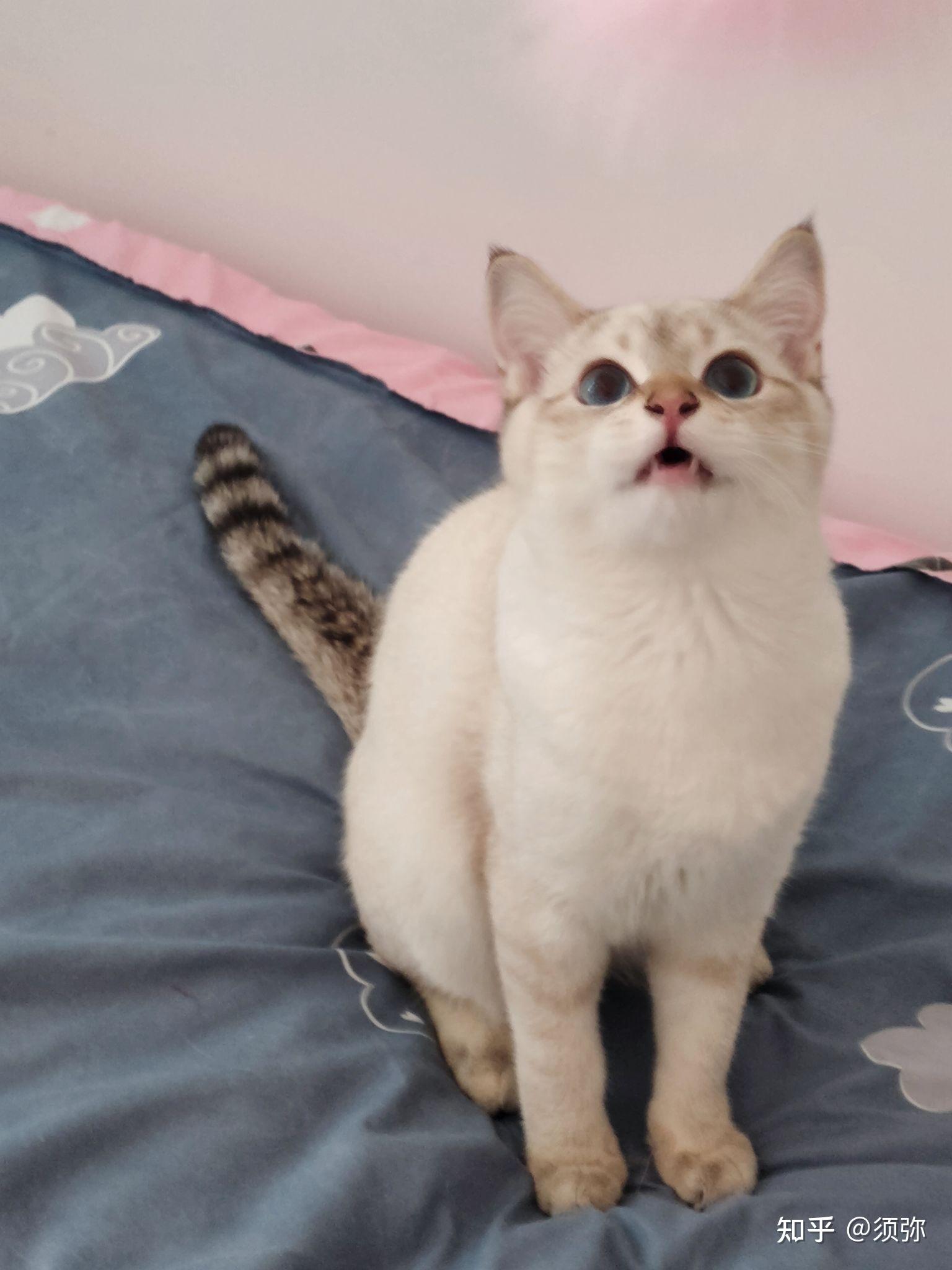 朋友买了一只金点猫现在不是很好看,有没有养了金点的朋友呢,可以看看