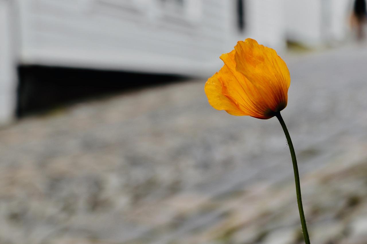 自属于什么性质