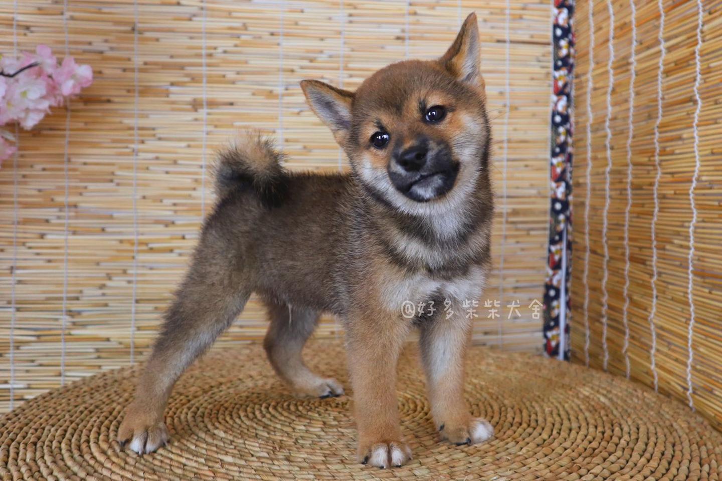 柴犬百科|你真的了解胡麻柴吗？是纯种柴犬吗？ - 知乎