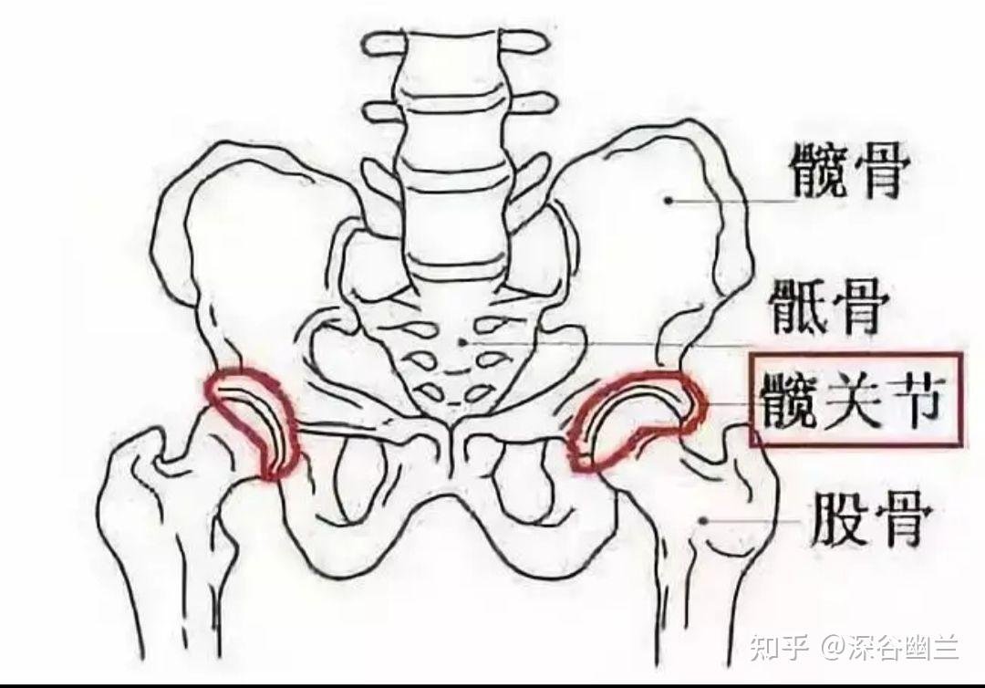 髋关节前屈示意图图片