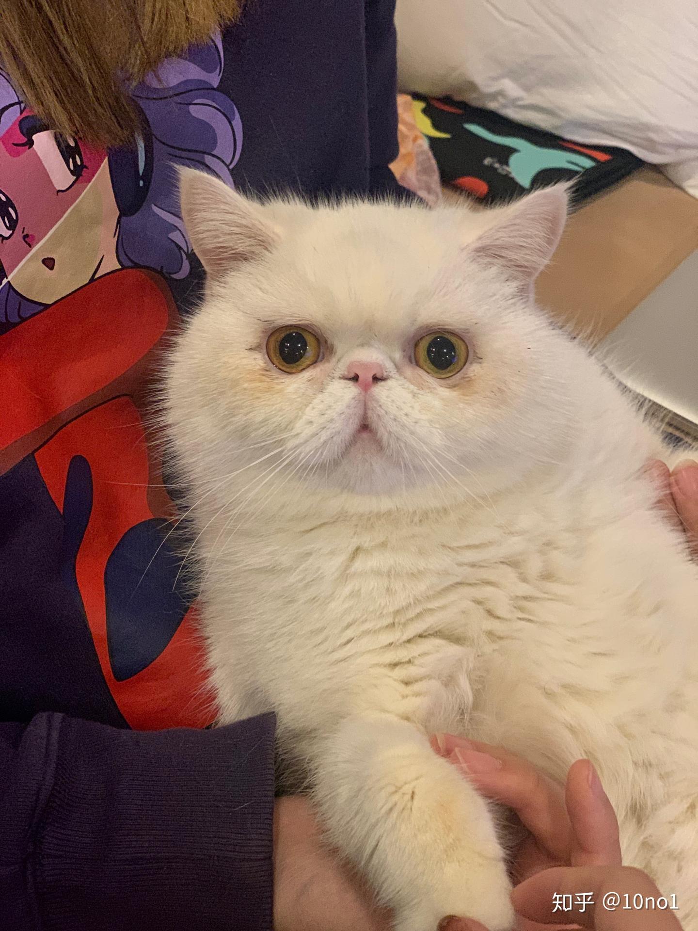 家里养第二只猫猫之前一定要看 - 知乎