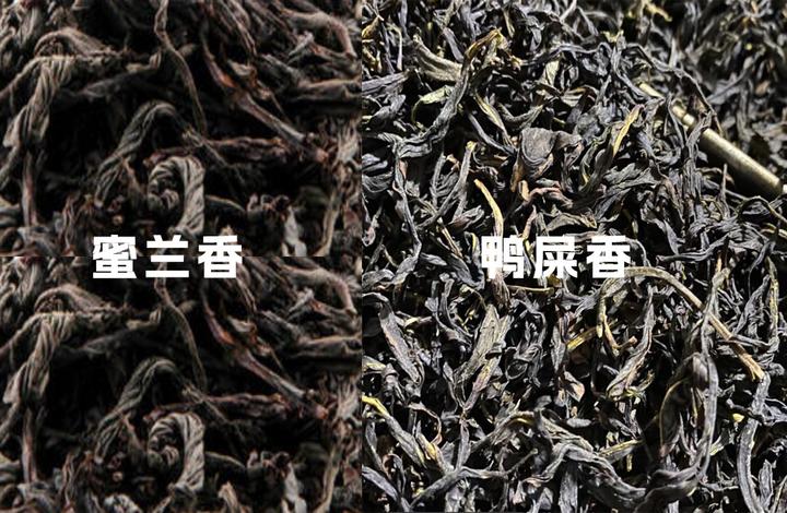 蜜兰香和鸭屎香有什么区别?如何区分辨? - 知乎