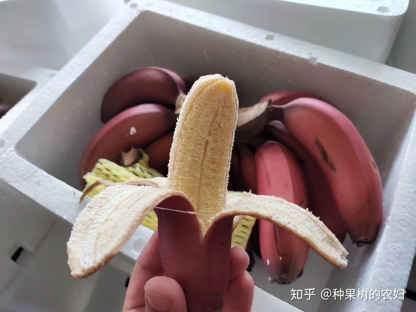 请问这种像香蕉芭蕉的胖乎乎的水果是什么