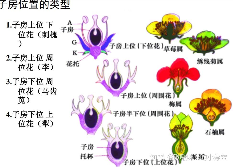 根茎叶花叶果实种子形态 - 知乎