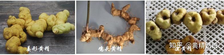 黄精品种不同食用效果也不同? - 知乎