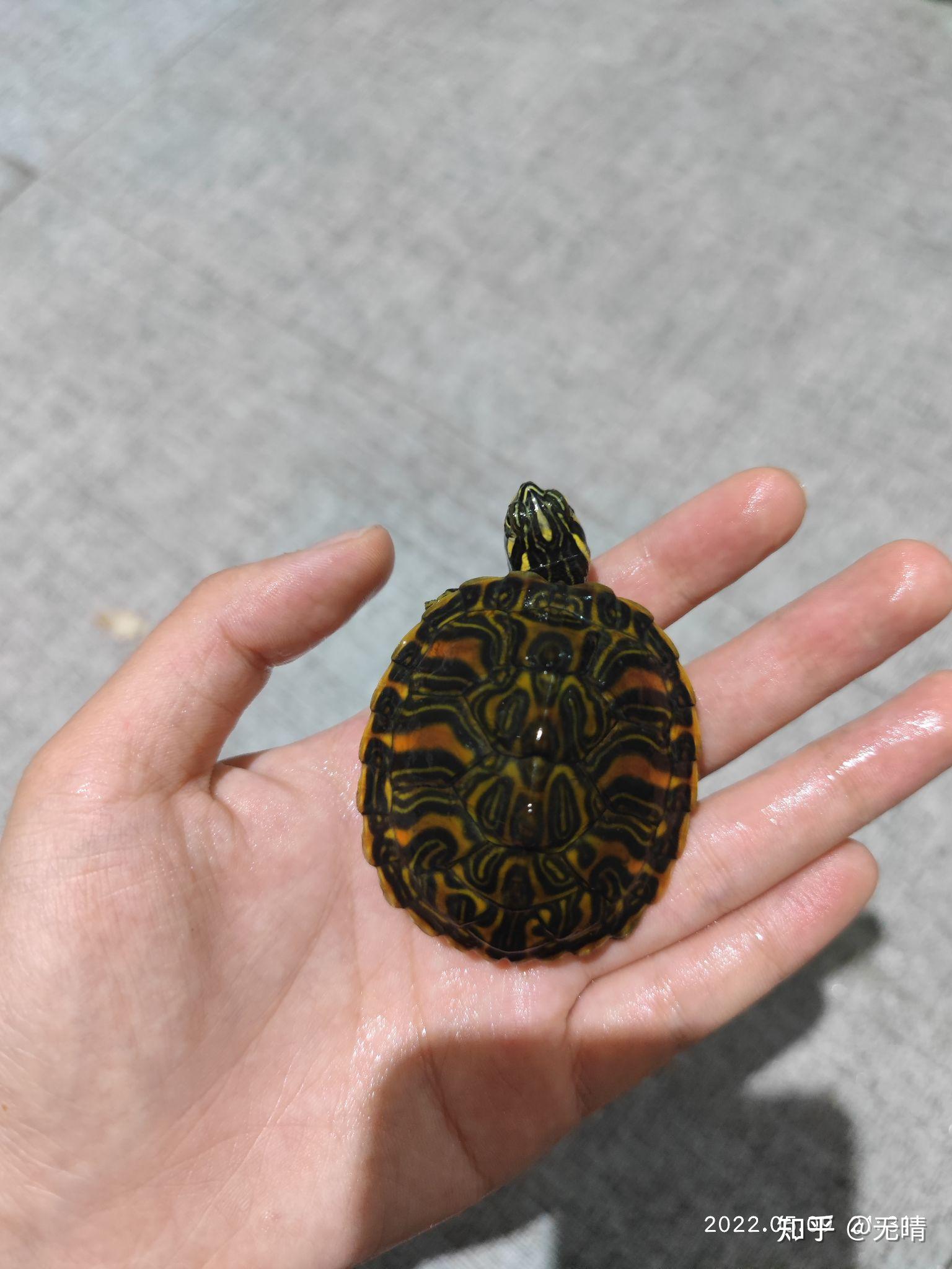 最近想养一只火焰龟大家有什么好的建议吗? - 知乎