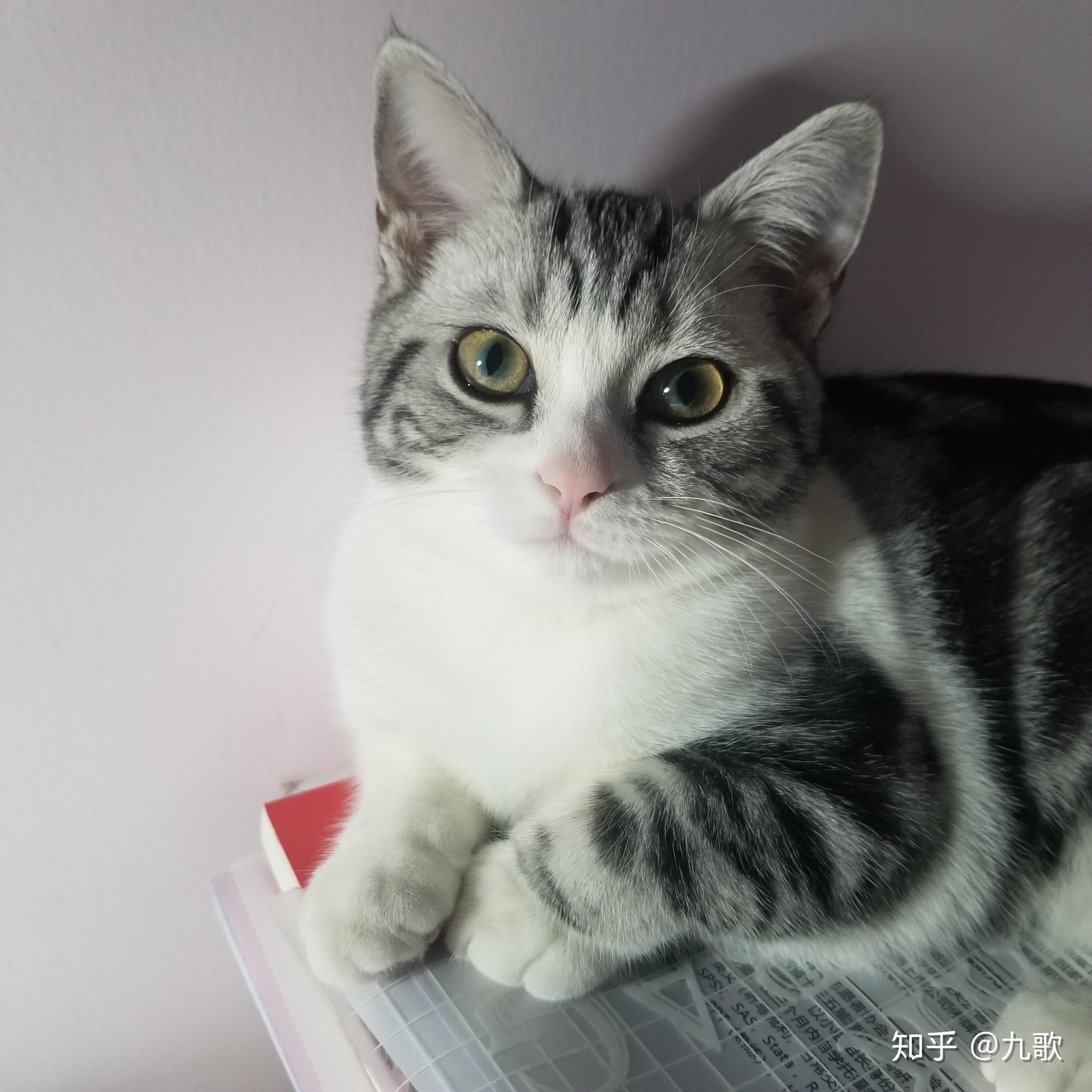 你们的美短起司三个月和五个月眼睛是什么颜色的呀