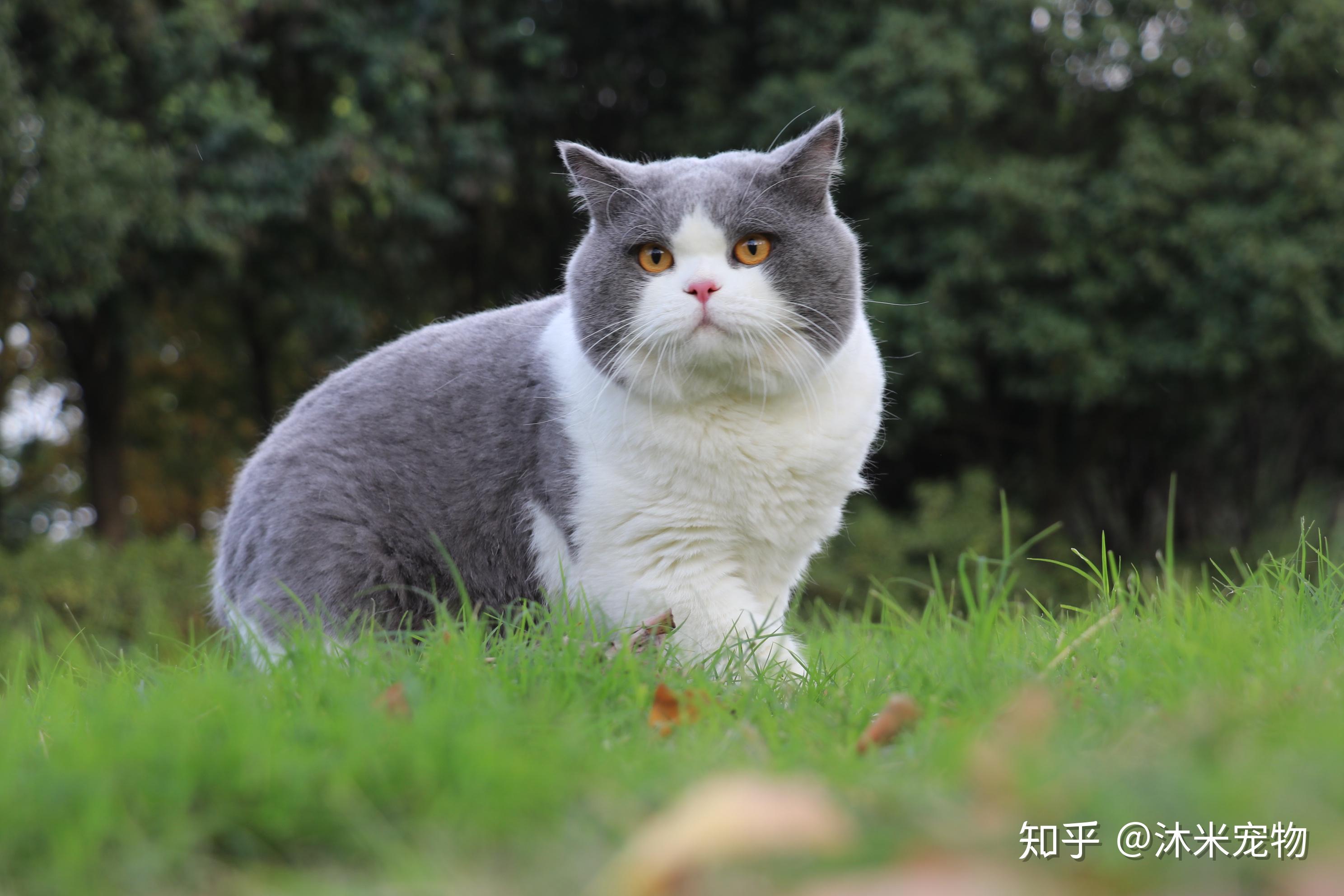 它到底是土猫还是尴尬期啊?