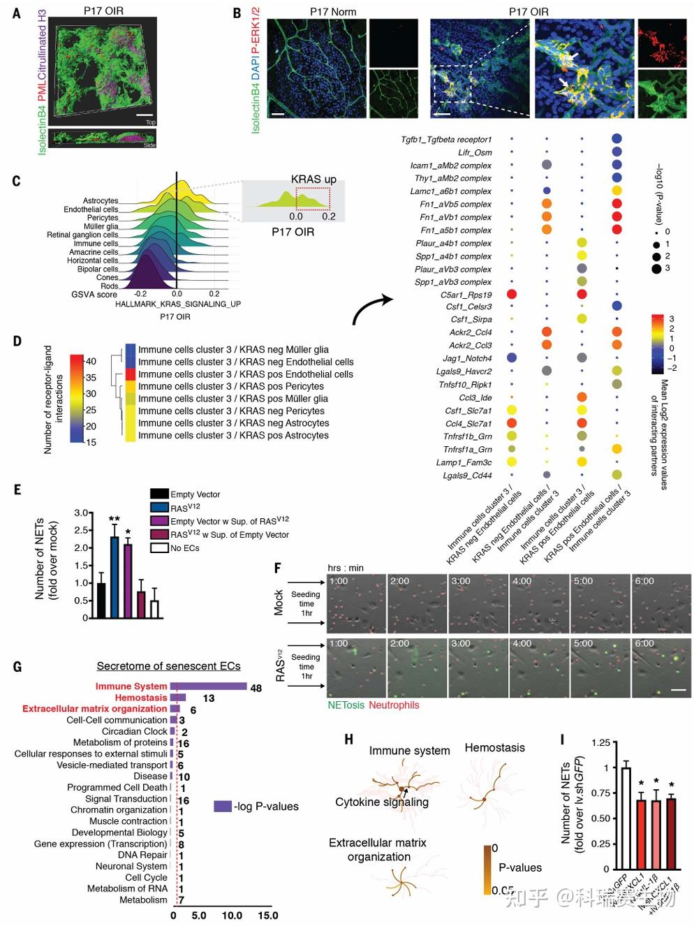 Science | 视网膜病变血管重塑新机制:中性粒细胞如何“清扫”衰老血管 - 知乎