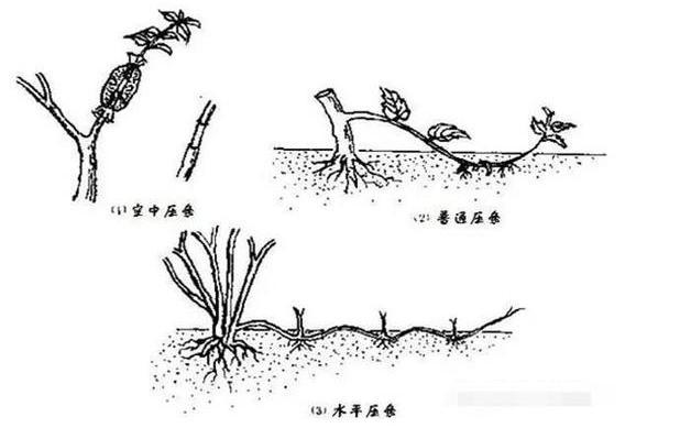 人工营养繁殖(园林苗圃) - 知乎