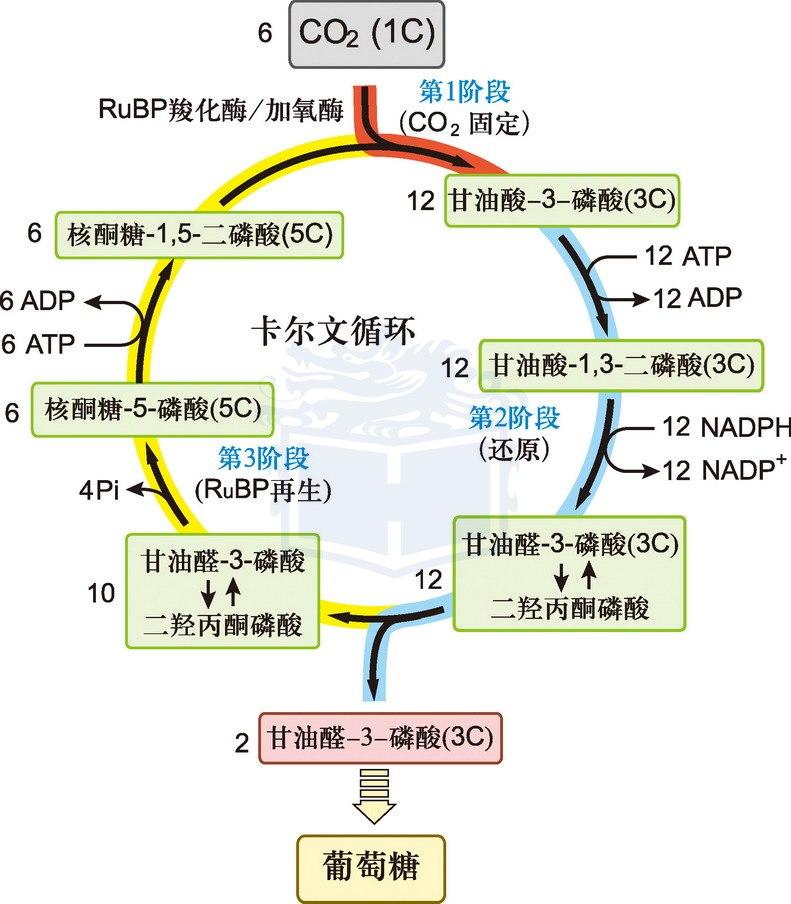 卡尔文循环内容图片