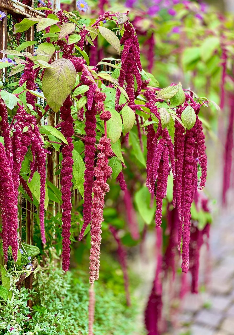 2. 夏日苋菜旺销时