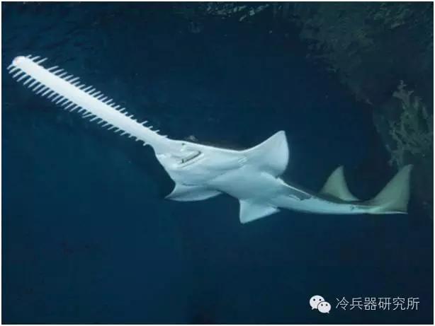 明朝皇帝御用来自白垩纪的鱼骨剑