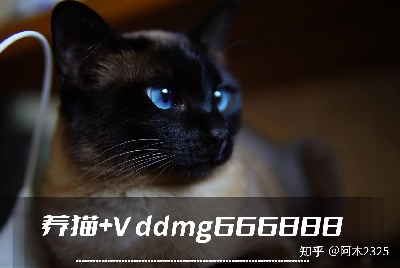 什么罗猫暹罗猫怎么读 - 知乎