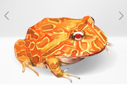 角蛙品种之一南瓜角蛙