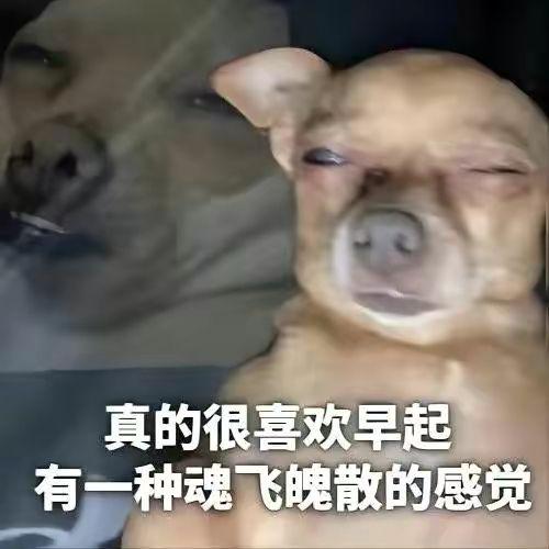 有没有搞怪一点的起床表情包啊?