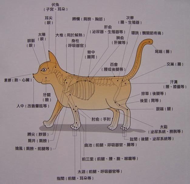 犬体表淋巴结分布图图片