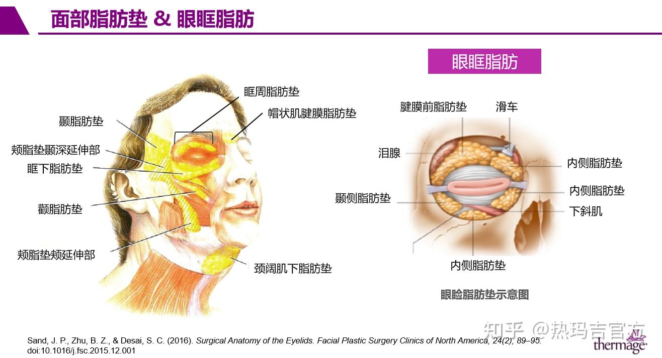 眶部解剖基础：热玛吉眼部专项抗衰第一期 - 知乎