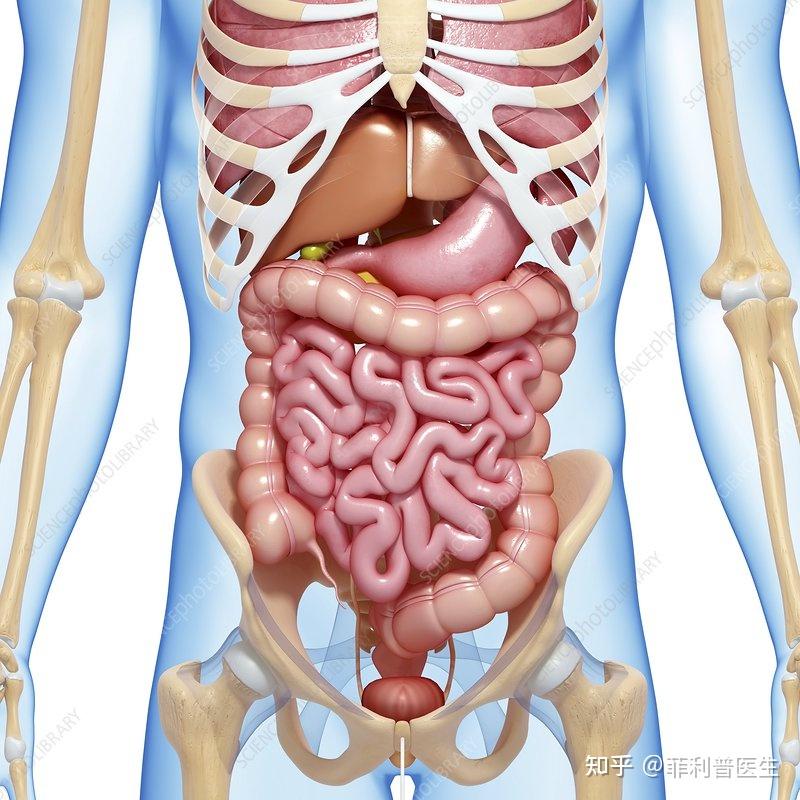 为什么人体的肝在右侧,胃在左侧,脾在更左? - 知乎