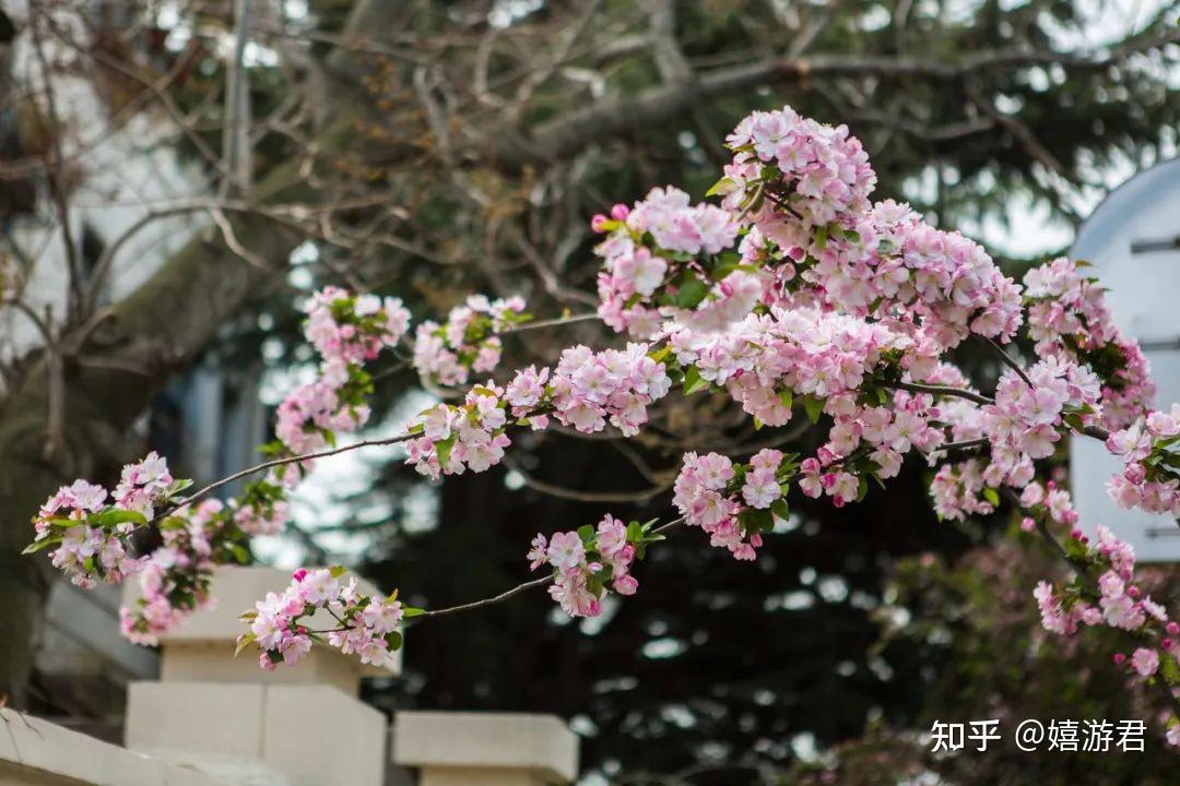 青岛有哪些地方可以看樱花? - 知乎