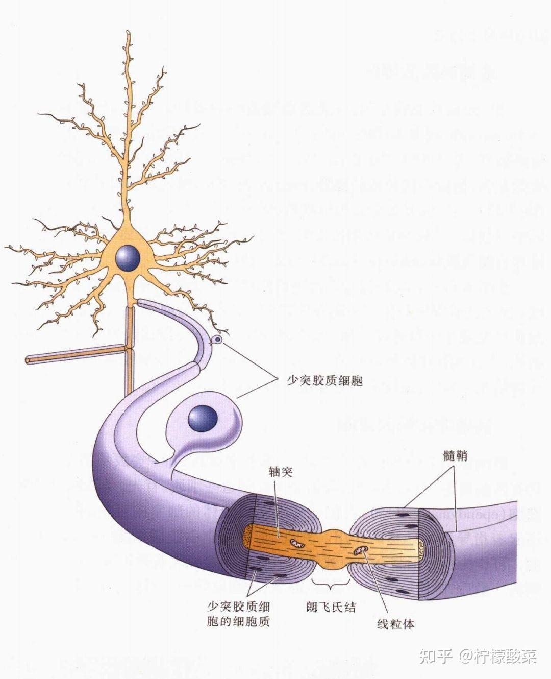 请问髓鞘算结缔组织吗神经膜算结缔组织吗