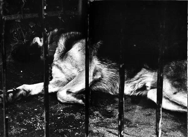 中平卓馬 一〇〇〇 世界上没有表情悲伤的猫丨中平卓马- 知乎