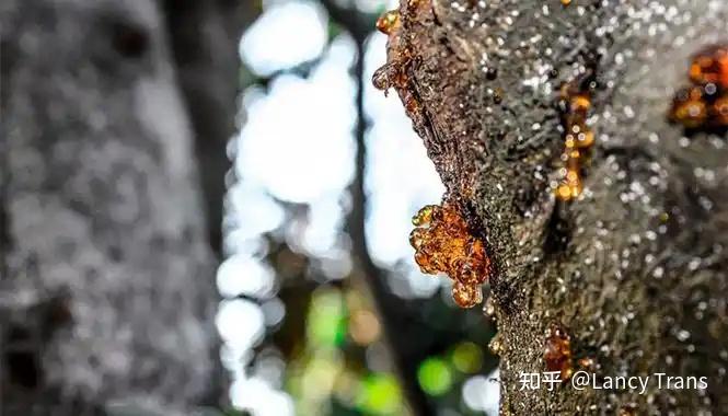 每天认识一味中草药之松脂 - 知乎