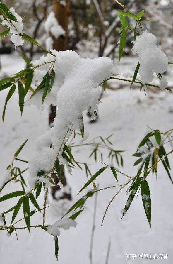 吃雪是种怎样的体验? - 知乎