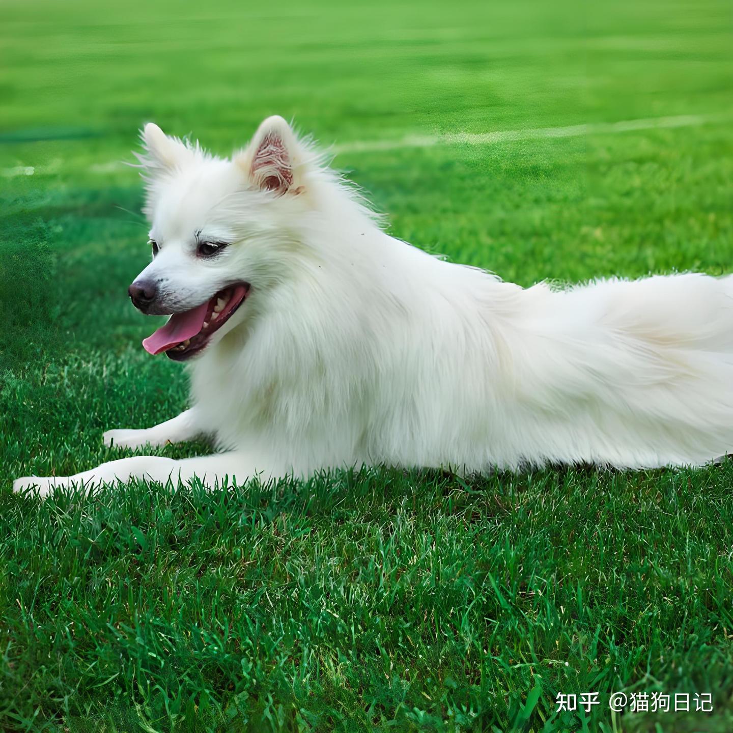 银狐犬狗粮排行榜,银狐犬有什么性价比狗粮排名? - 知乎