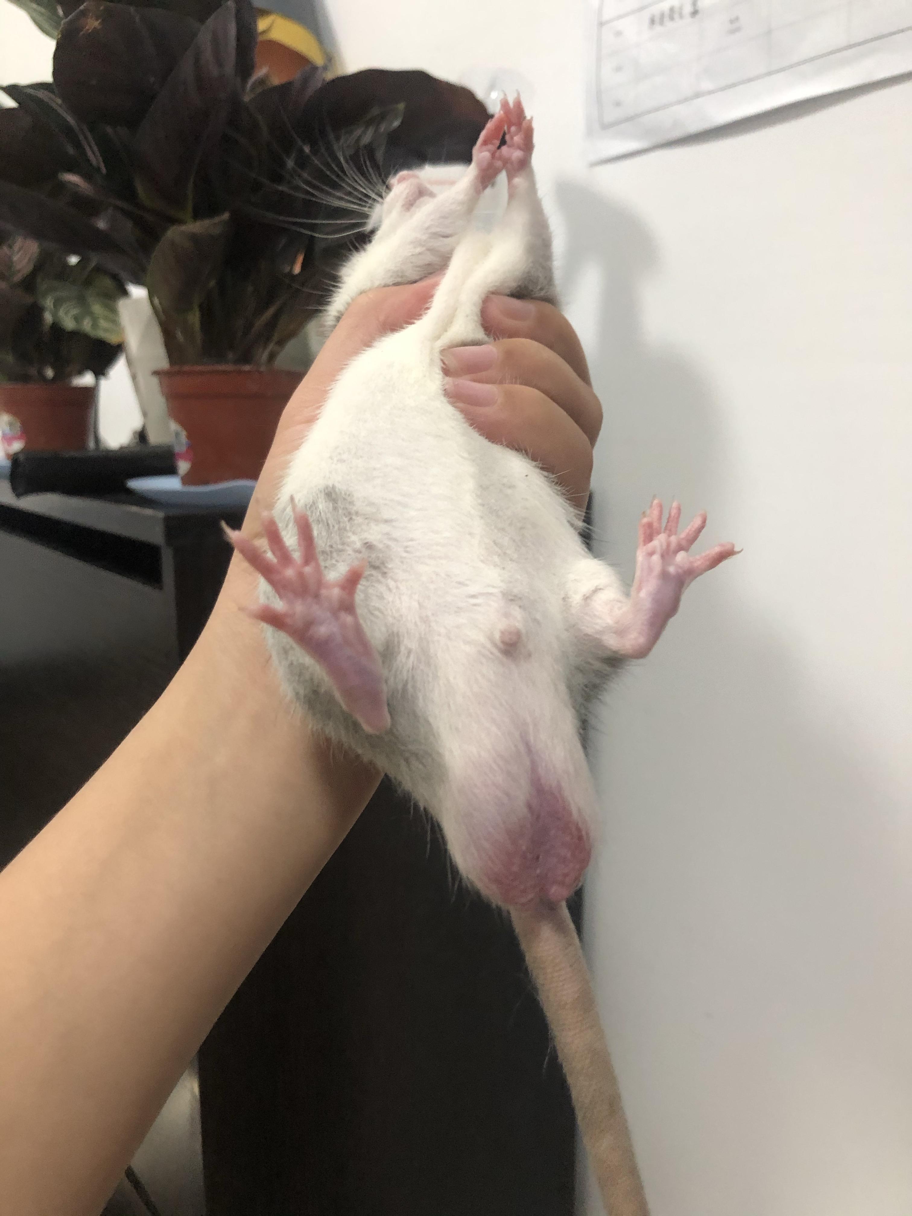 花枝鼠蛋蛋是不是很大?