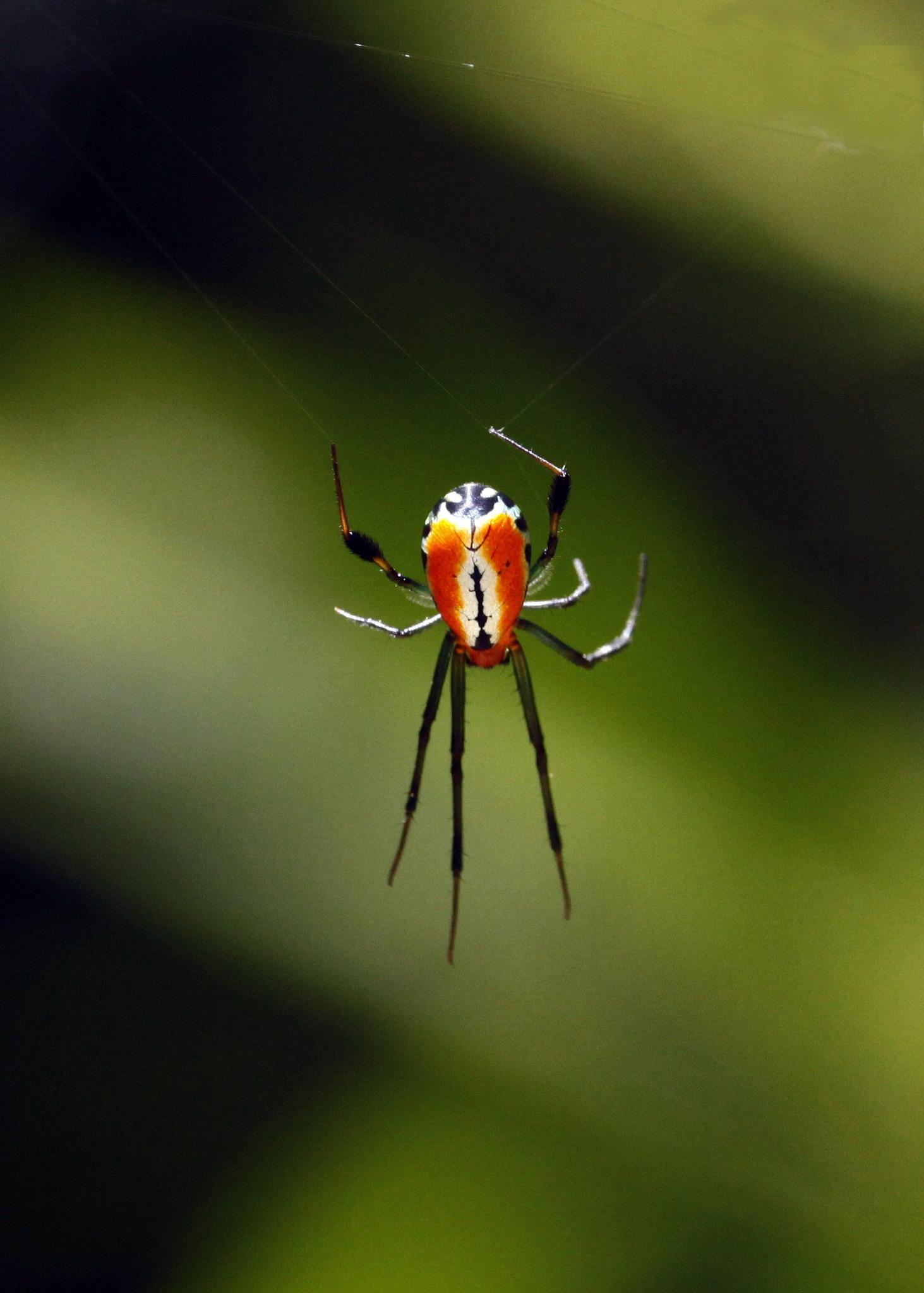 求助图中腹部有两条荧光绿色竖纹的小型蜘蛛是哪种蜘蛛? - 知乎