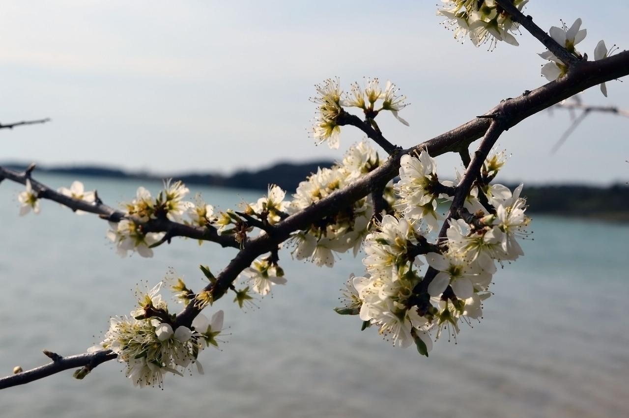 什么季节适合种樱桃