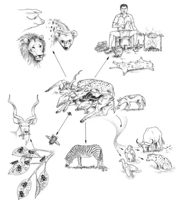 一只霸王龙穿越到现在的非洲大草原会发生什么？