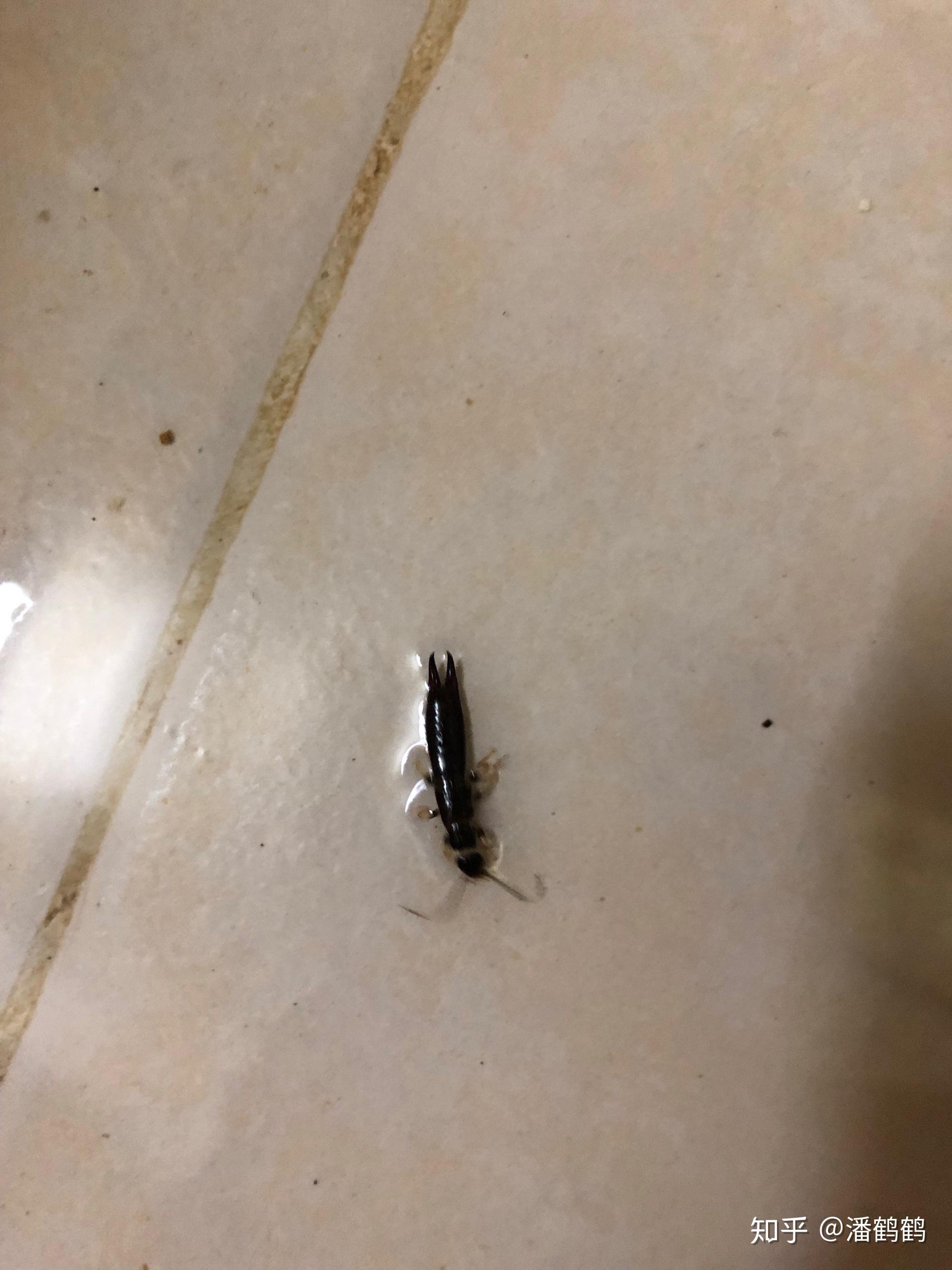 怎么有效灭绝甲板虫又名蠼螋