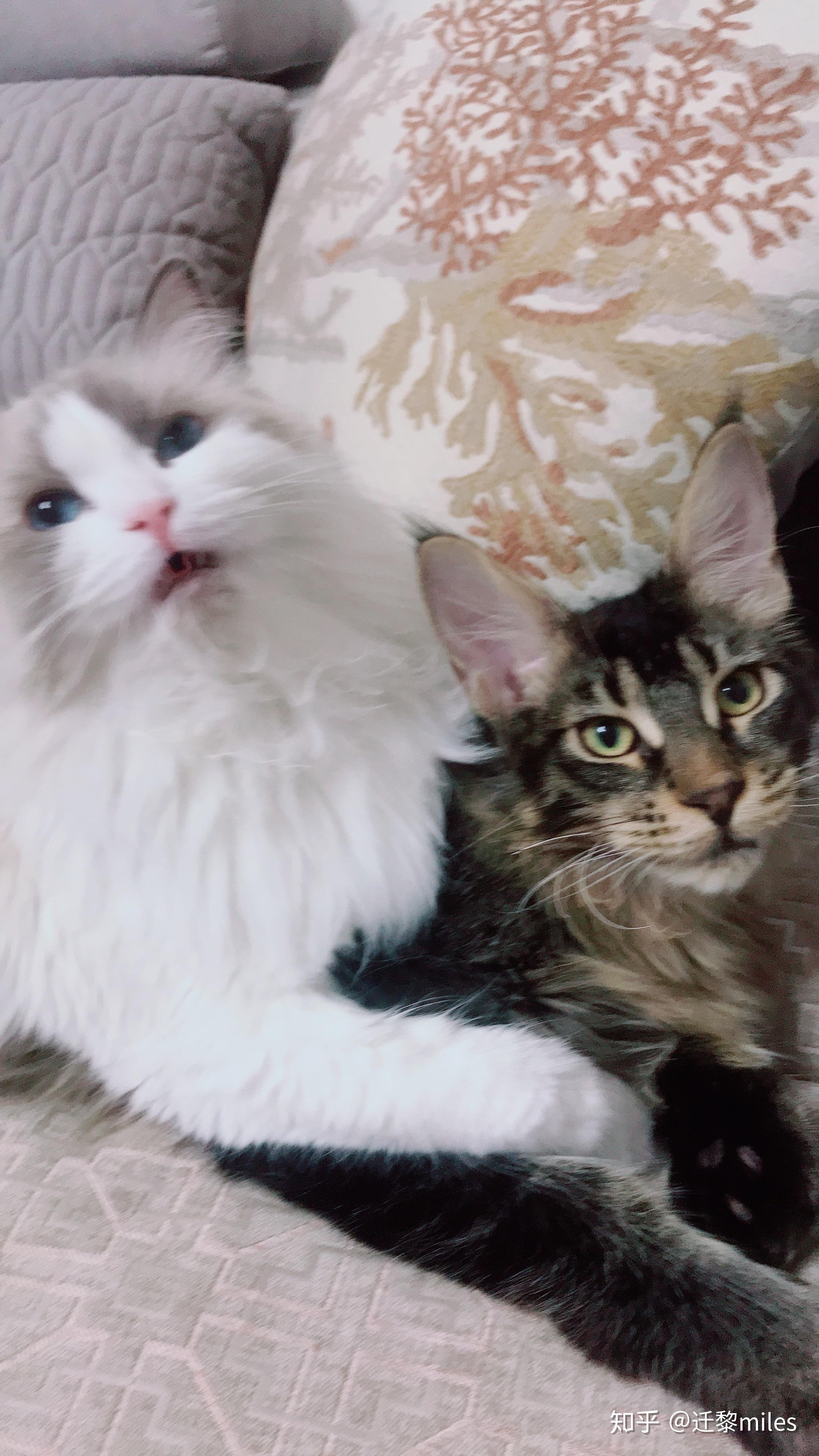 体型庞大的缅因猫会不会欺负家里原有的布偶猫