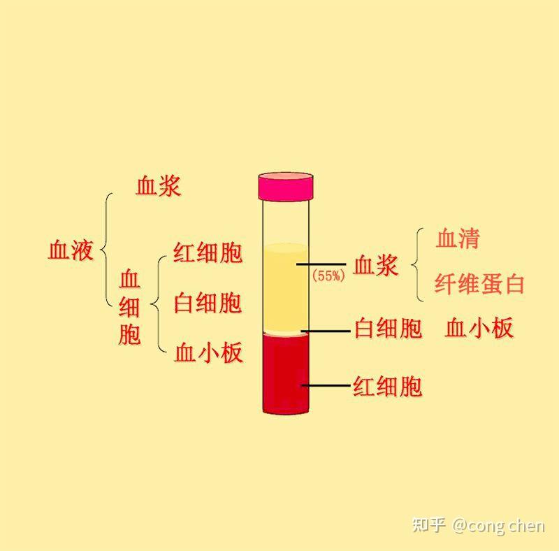 请问血清与血浆的区别是什么