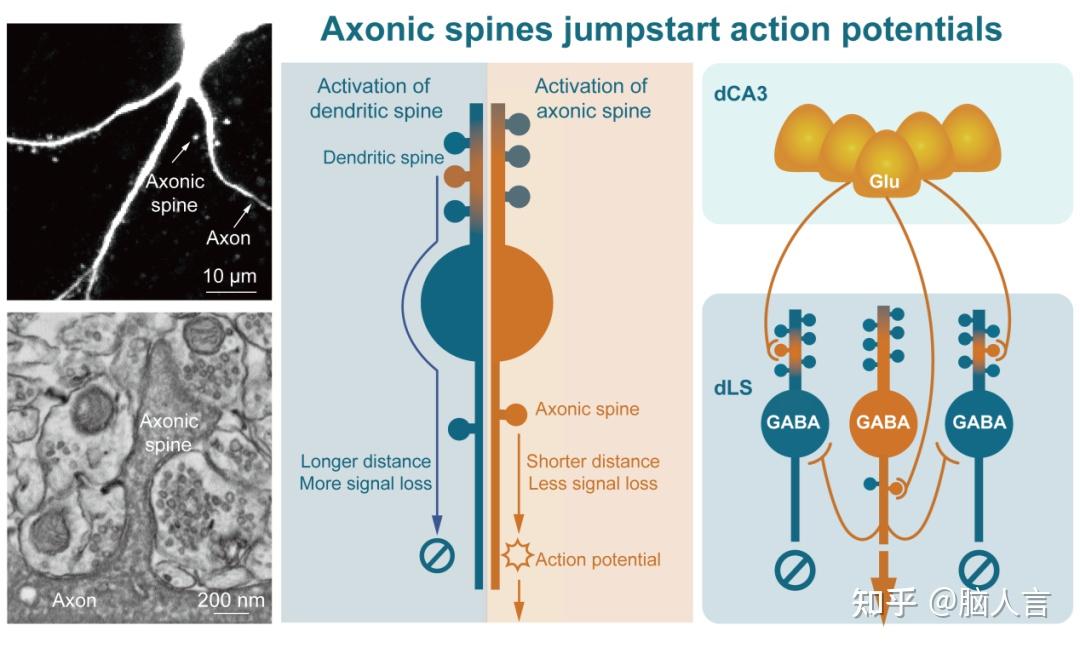 Axonic Script Nature Neuroscience︱舒友生团队研究发现轴突棘(Axonic spine)在脑信息处理中的“路由器”功能 - 知乎
