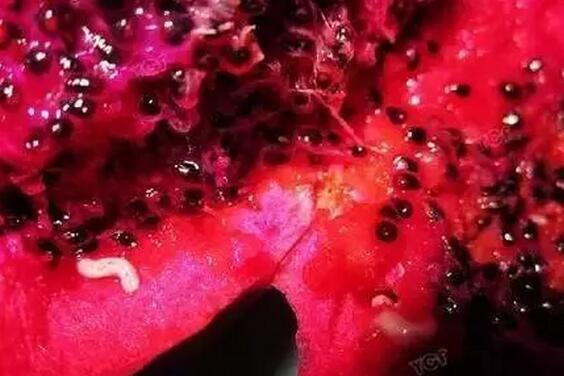 火龙果果实蝇一定要提早防治