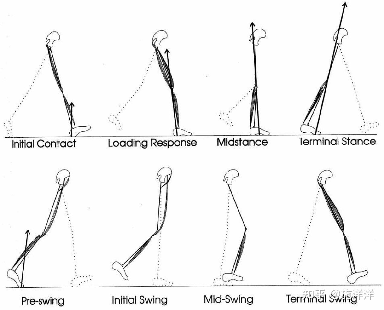 正常人步态分析指标有哪些？ - 知乎