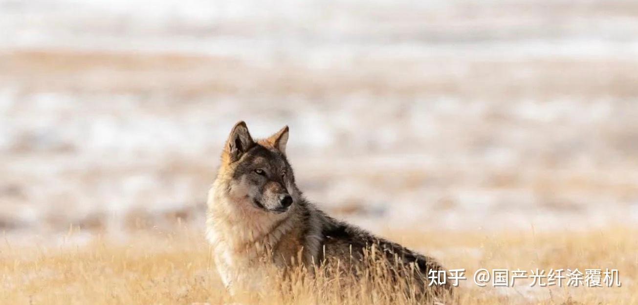 母狼卓玛:孤狼独自养育幼崽,却遭金雕袭杀,母狼潜伏数月终复仇 - 知乎