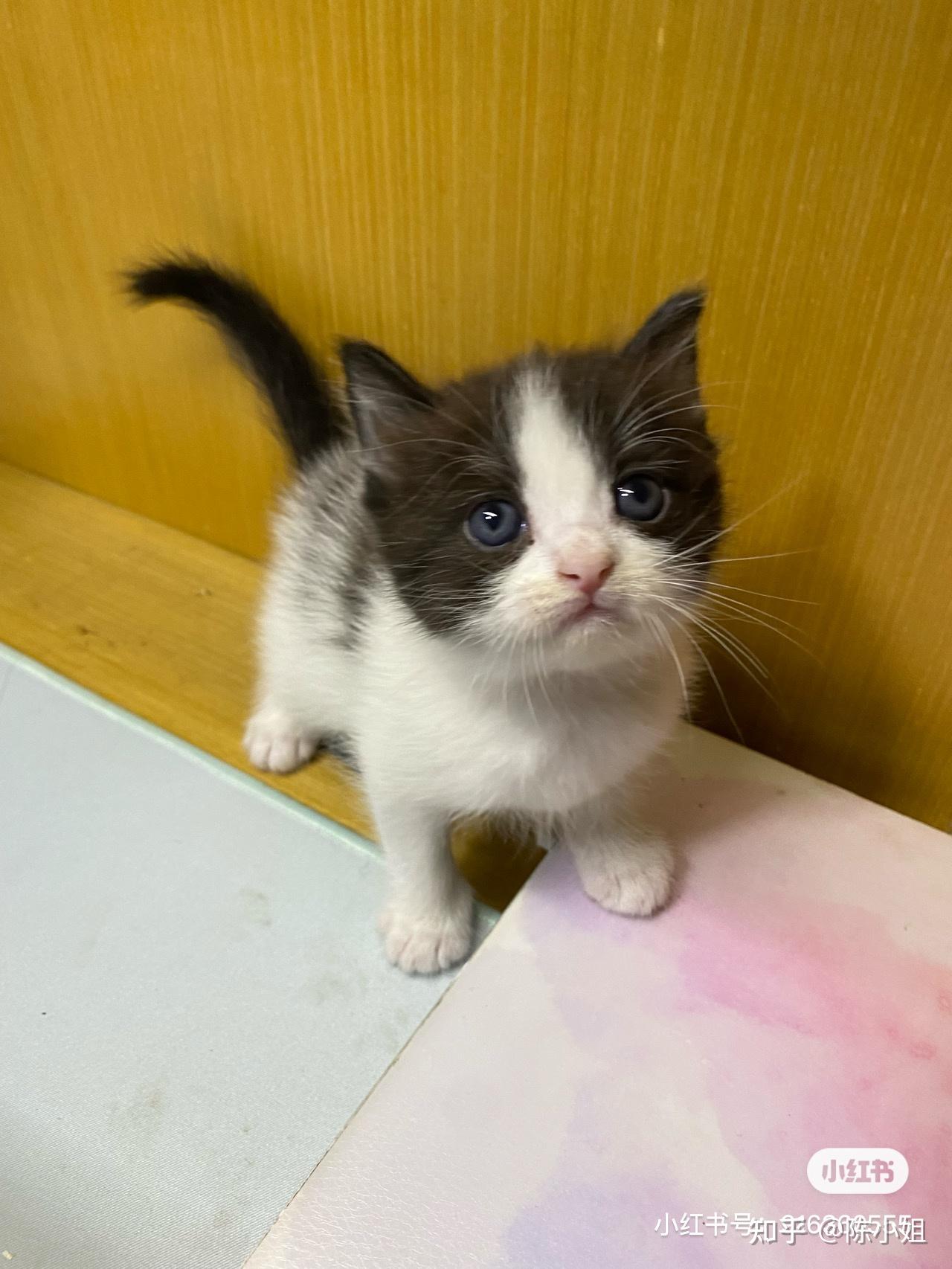 我家布偶妈妈和蓝白爸爸生的棕色的蓝白是为什么?