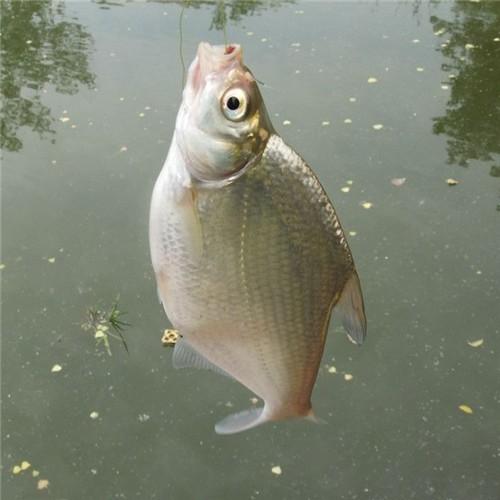 长江野钓柳叶鳊